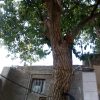درخت‌توت‌سفید