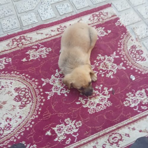 یک بچه توله بیستی دو ماه بسیار باهوش وتیز هوش