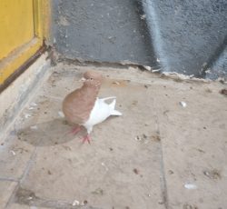 کفتر فروشی کله زرد