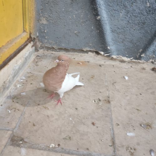 کفتر فروشی کله زرد