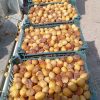 خارک ….خلال فروشی برحی درجه 123