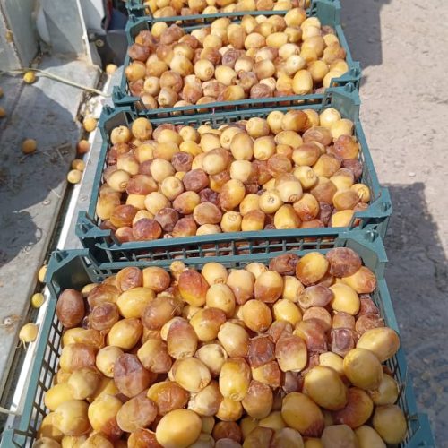 خارک ….خلال فروشی برحی درجه 123