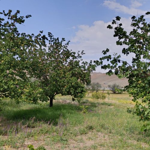 فروش حدودا 1000متر باغ در روستای سار
