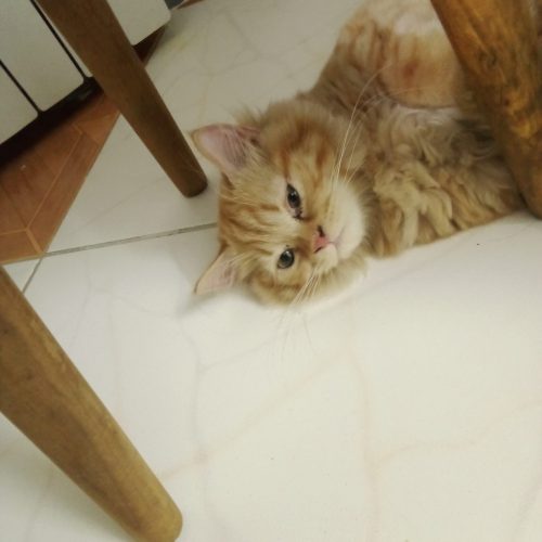 گربه پرشین بریتیش