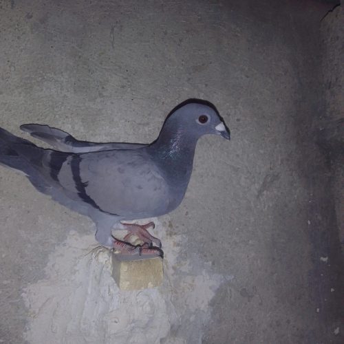 10 تا پرنده درجه یک