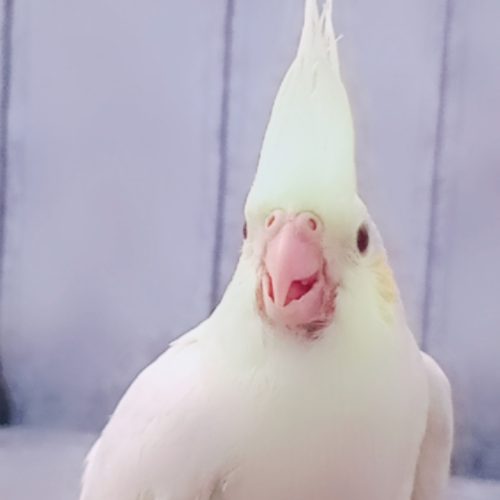 6عددعروس هلندی