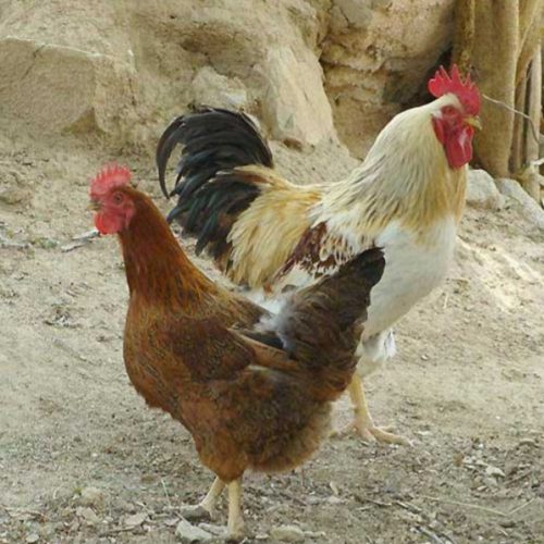 مرغ و خروس زنده🐔🐓🕊