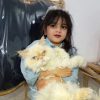 گربه سفید پرشین گمشده