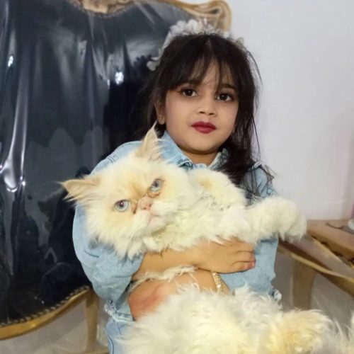 گربه سفید پرشین گمشده