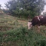 فروش حواله خودرو