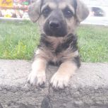 فروش فوری توله سگه 2ماهه ژرمن شپرد پاکوتاه