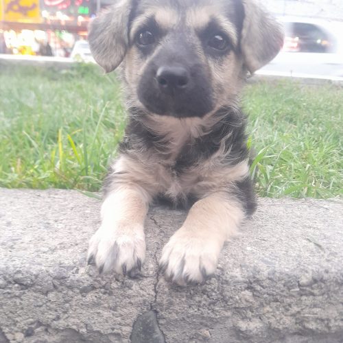 فروش فوری توله سگه 2ماهه ژرمن شپرد پاکوتاه