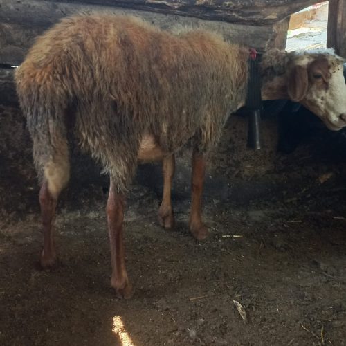 گوسفند وره مار بره نر با 2تامیش آبستن