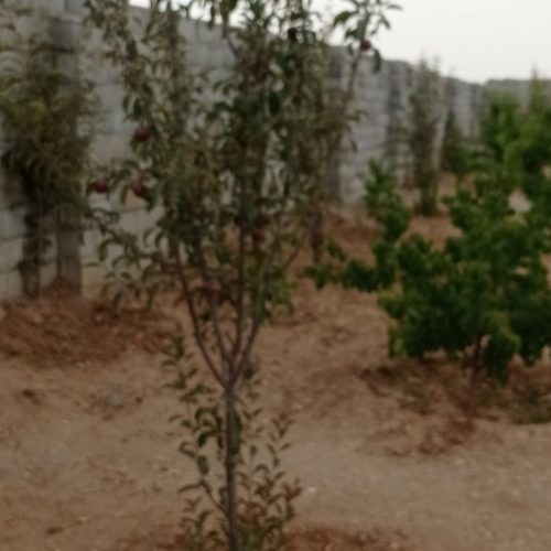 فروش باغ های 500 و1000 متری