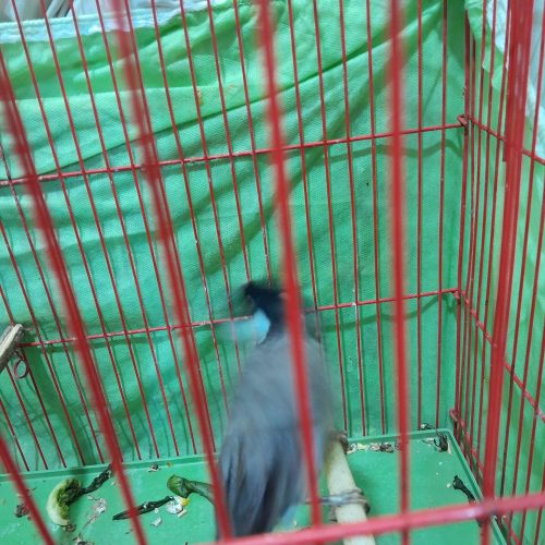 عروس هلندی وبلبل خرما