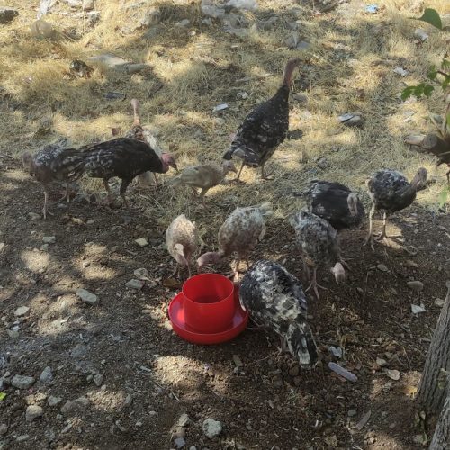 بوقلمون فروشی