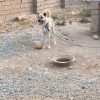 سگ سرابی جوان به شدت آدم گیر