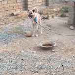 سگ سرابی جوان به شدت آدم گیر