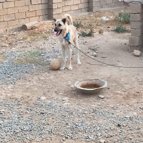 سگ سرابی جوان به شدت آدم گیر