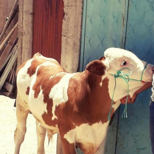 فروش گوساله سیمنتال و هلشتان