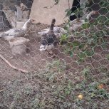 غاز محلی ،جوجه اردک اسرائیلی