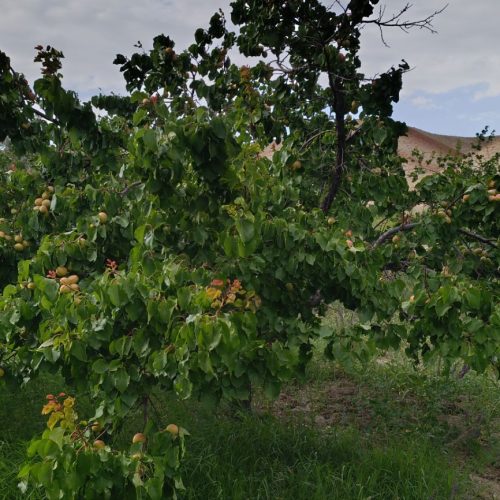 فروش حدودا 1000متر باغ در روستای سار