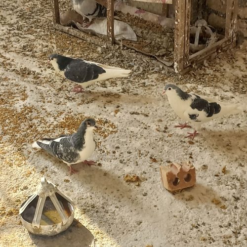 کفتر ساده مگسی