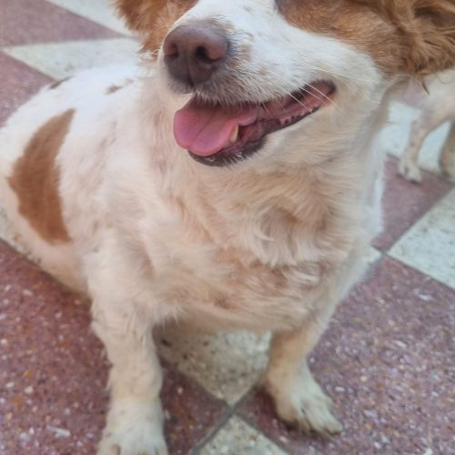 واگذاری فوری سگ