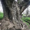 خرید چوب گردو کهنسال قطر بالا