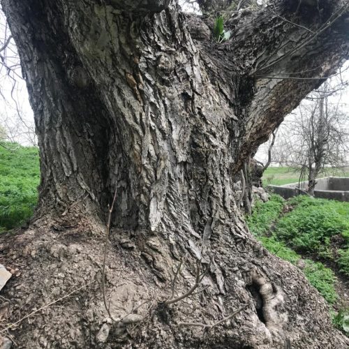 خرید چوب گردو کهنسال قطر بالا