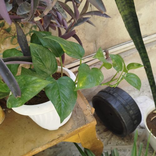 گل های خانگی