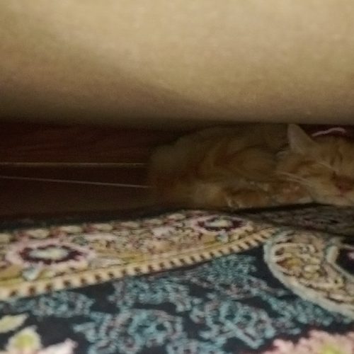 گربه پرشین بریتیش