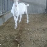 بزغاله نر سانن