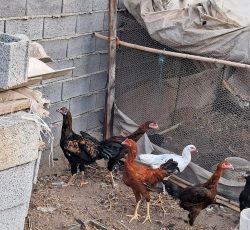 مرغ و خروس زنده لاری