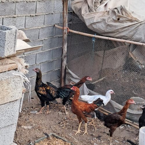 مرغ و خروس زنده لاری