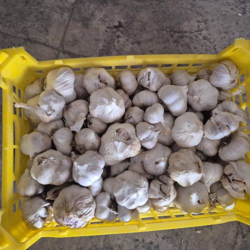 سیر