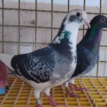 کبوتر پلاکی