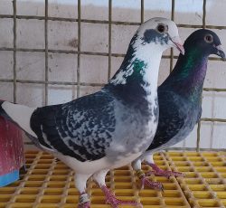 کبوتر پلاکی