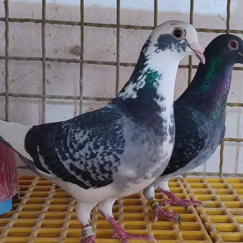 کبوتر پلاکی