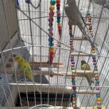 یک عدد عروس هلندی رنگ آهوی ویک جفت مرغ عشق با لوازم وقفس فروخته میشه