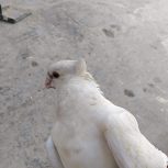 کبوتر سفید