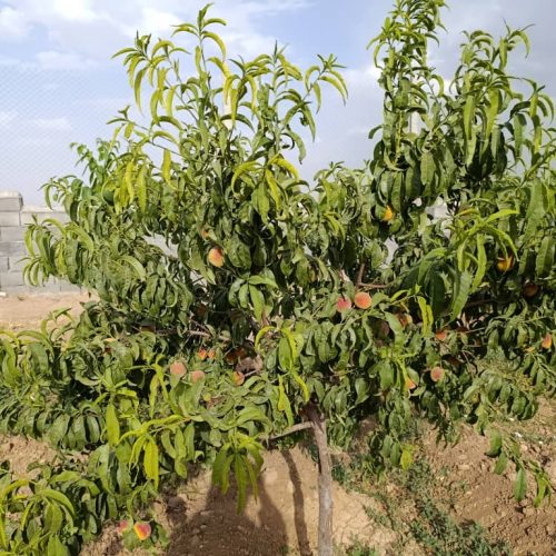 فروش باغ
