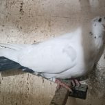 6 عدد کبوتر سالم پرشی