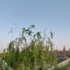 فروش باغ