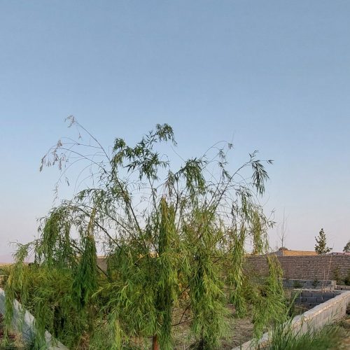 فروش باغ