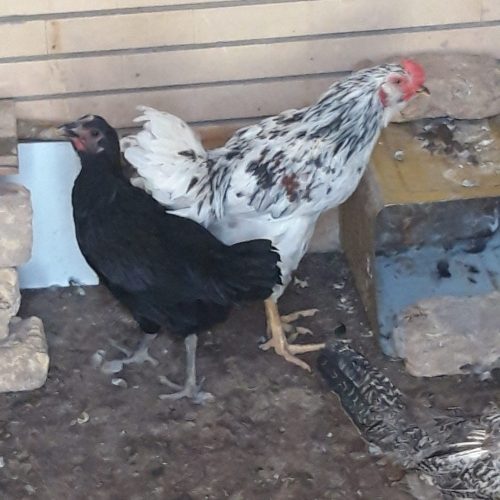 مرغ وخروس محلی