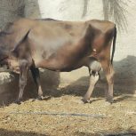 یک عدد گاو جرسه اصل به فروش