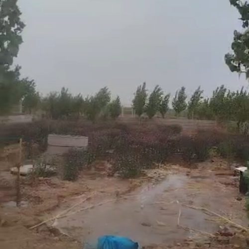 فروش (فوری) و (ویژه)