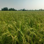 زمین کشارزی