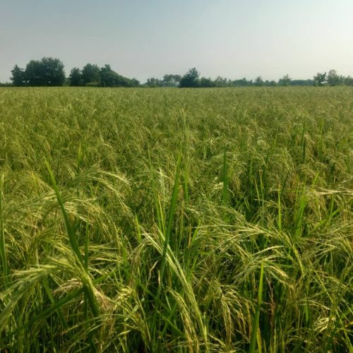 زمین کشارزی